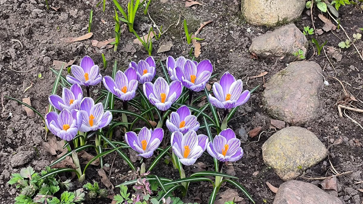 Апрельский привет! - Ольга 