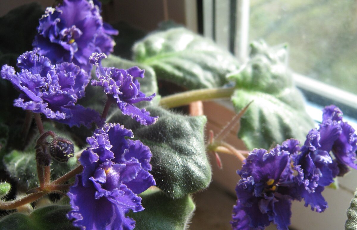 Моя фиалка - Елена Семигина