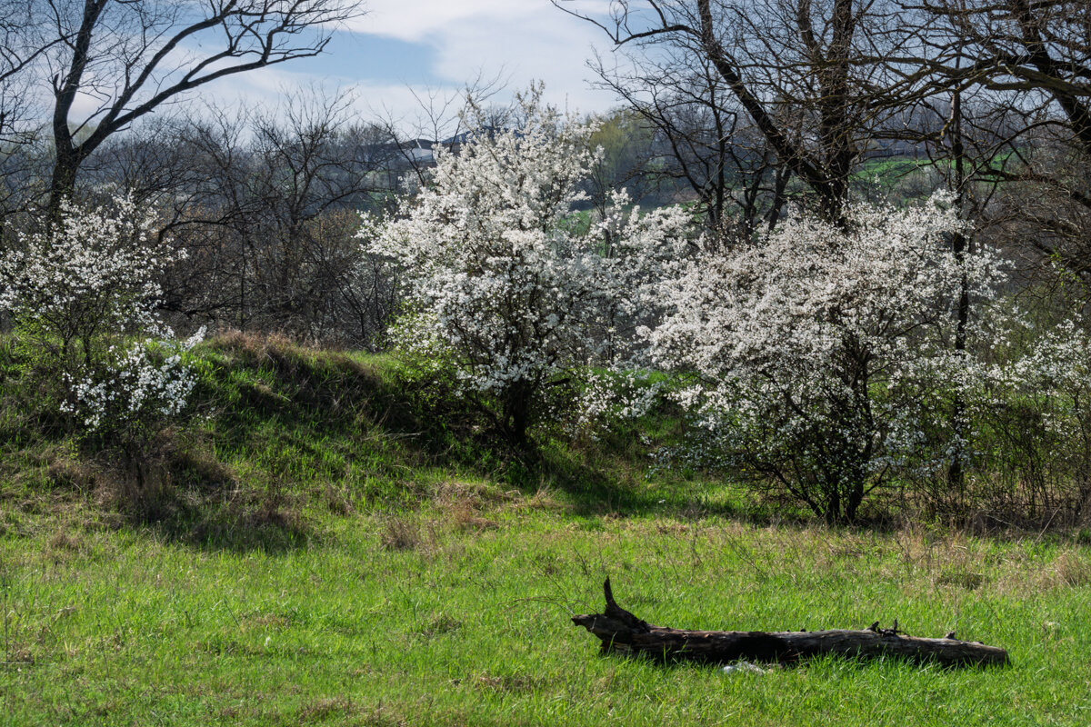 Апрель в Краснодарском крае - Игорь Сикорский