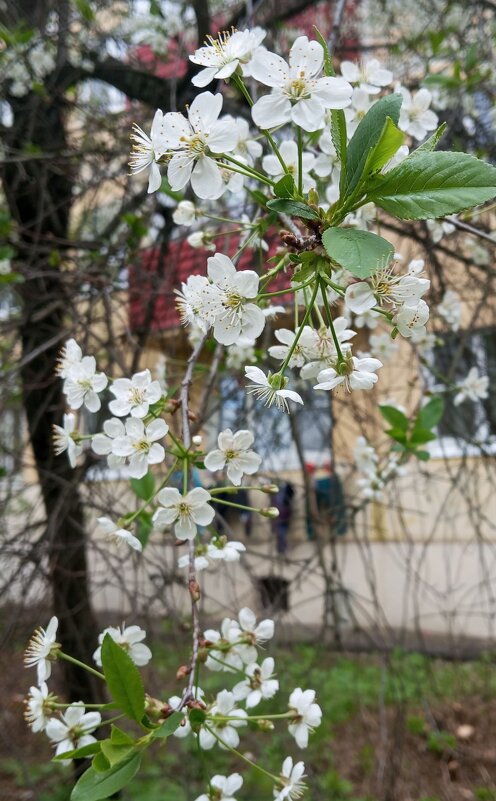 В месяце мае - Елена Семигина