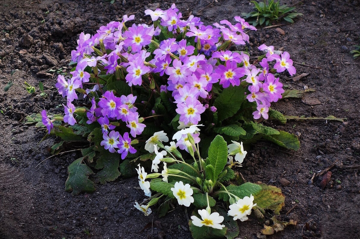 Примула - Рита Симонова