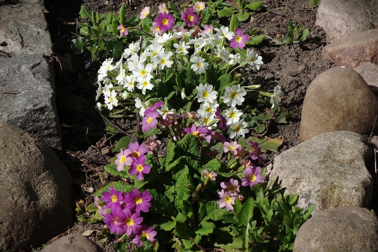 Примула - Рита Симонова