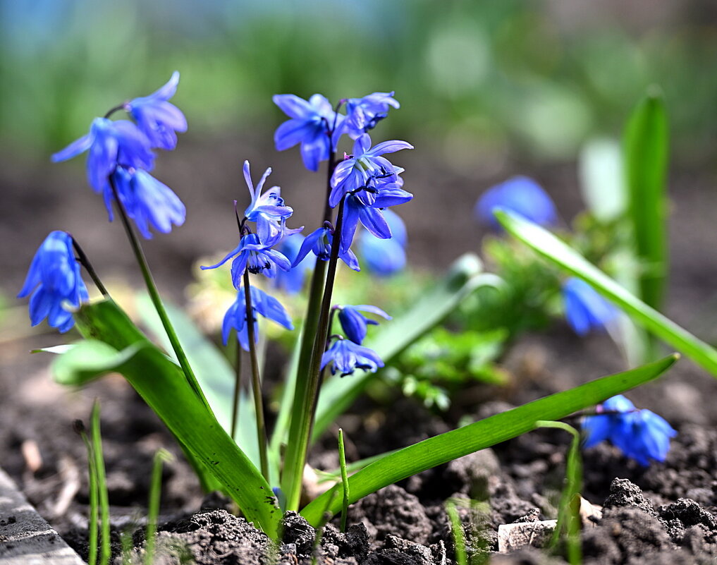 Пролеска сибирская - Aleksandr . Пролеска сибирская - Aleksandr .