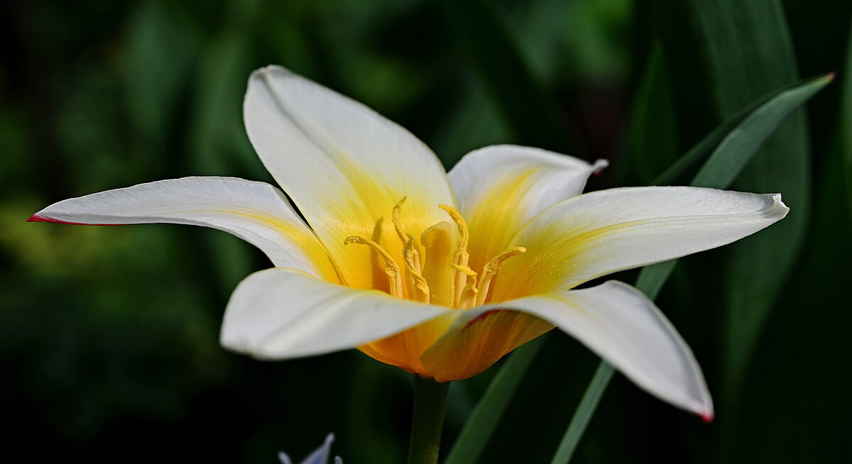 Тюльпан Кауфмана - Aleksandr . Тюльпан Кауфмана - Aleksandr .