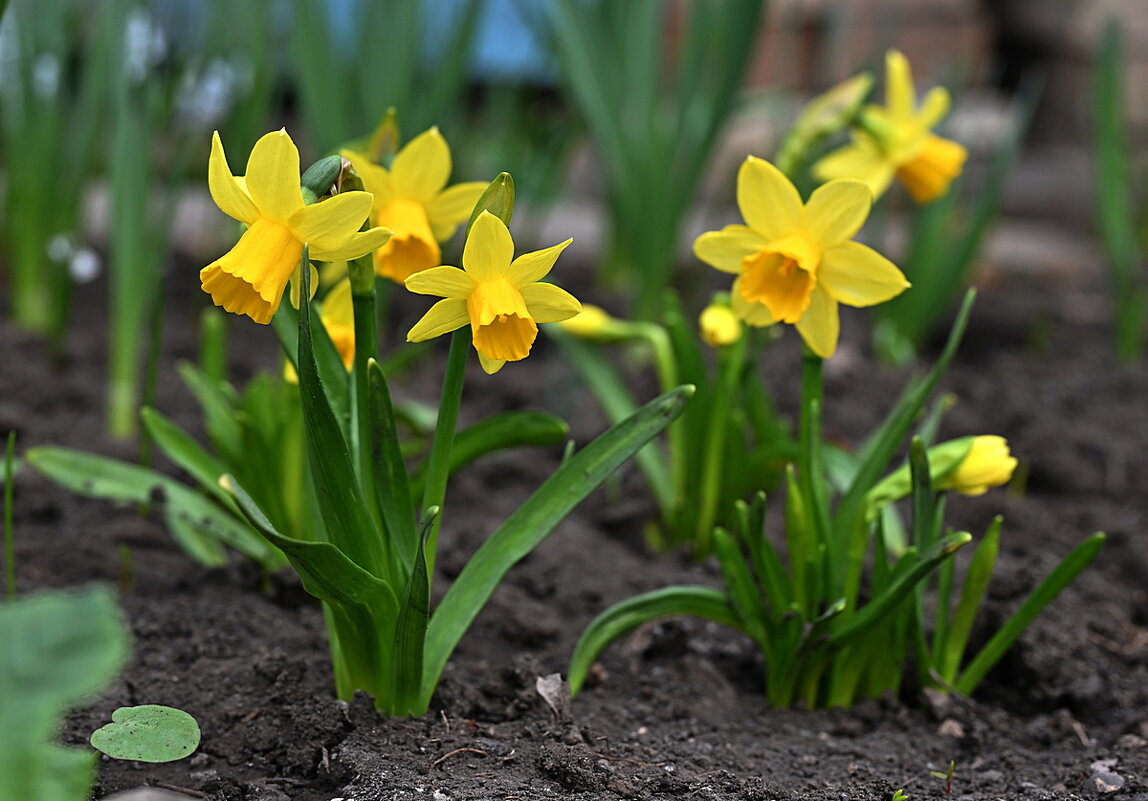 мини нарциссы - Aleksandr . мини нарциссы - Aleksandr .