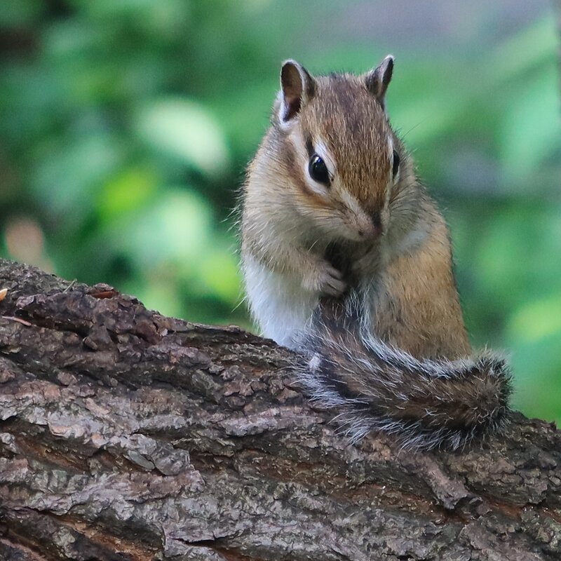 Бурундучок - Галина Козлова 