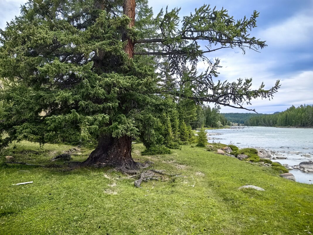 Лиственница - Галина Козлова Лиственница - Галина Козлова