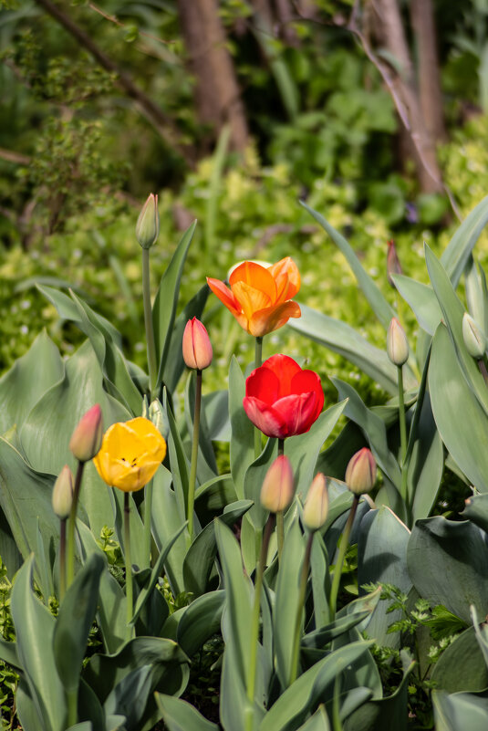 Первые тюльпаны. - Александр. AVG100 ---