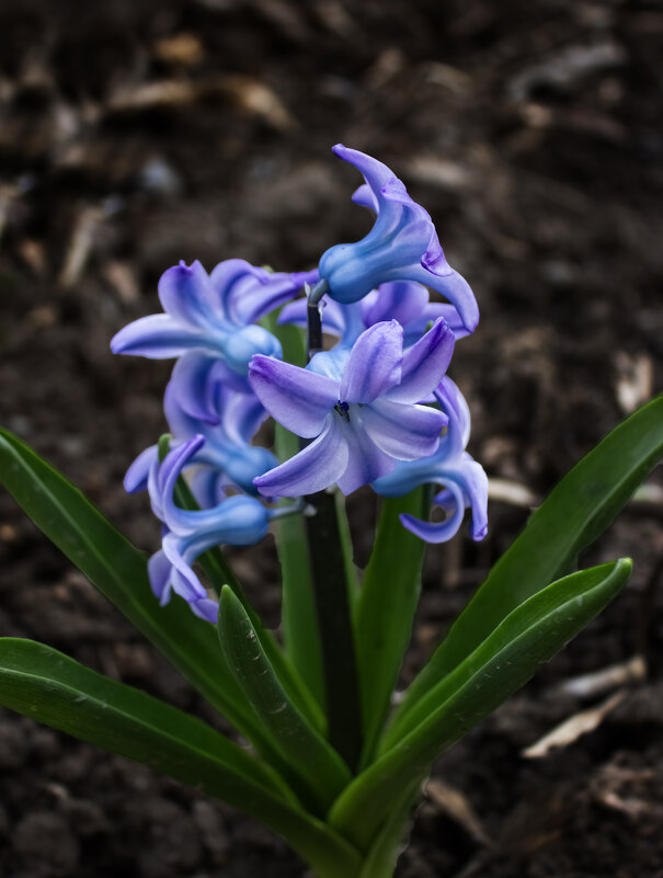 *** - Александр. AVG100 --- *** - Александр. AVG100 ---