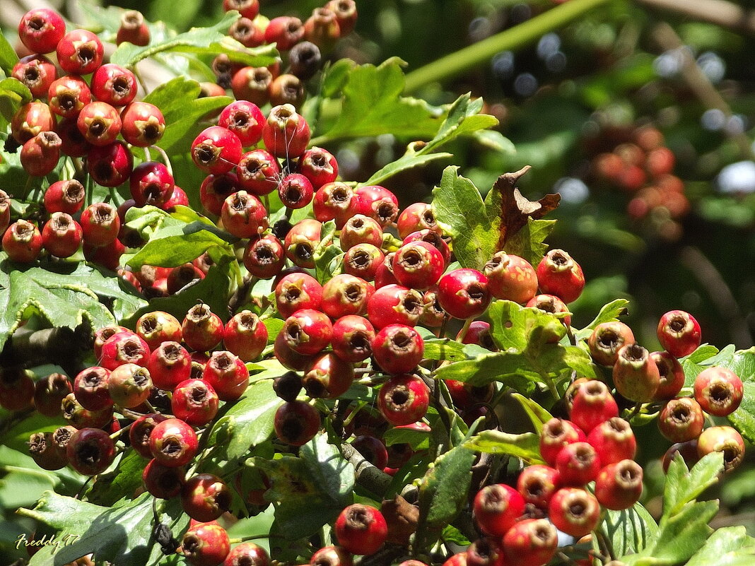 Боярышник - Freddy 97