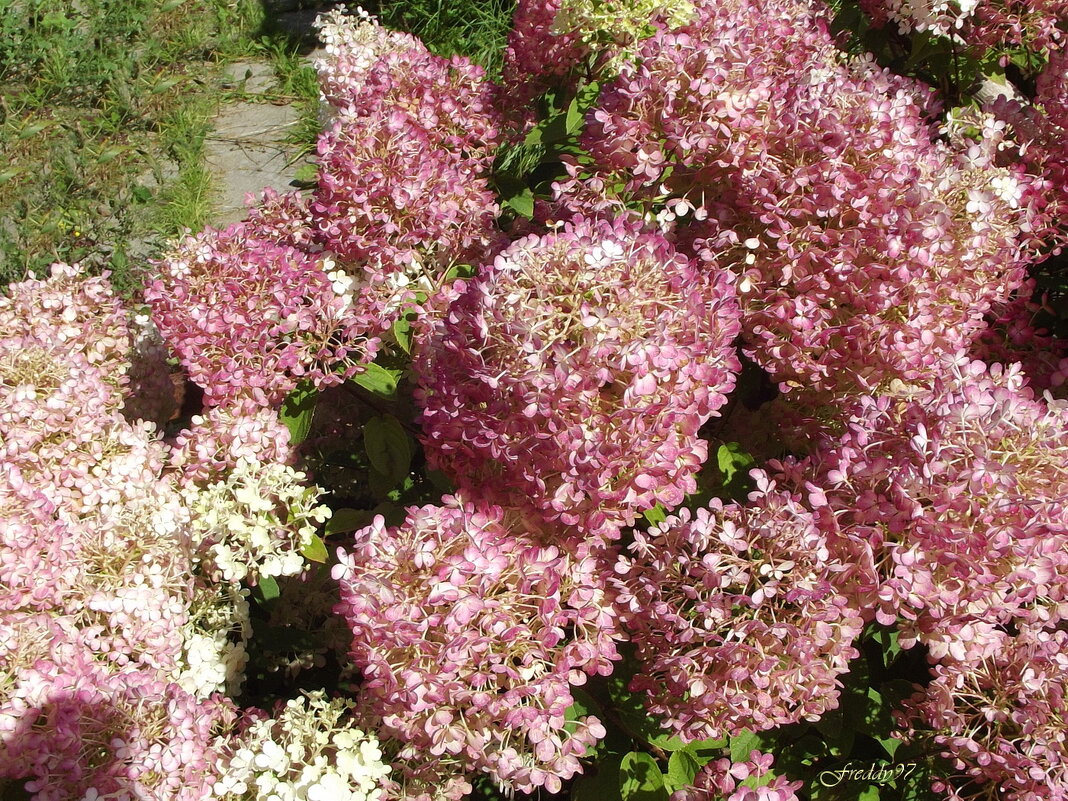 Гортензия - Freddy 97