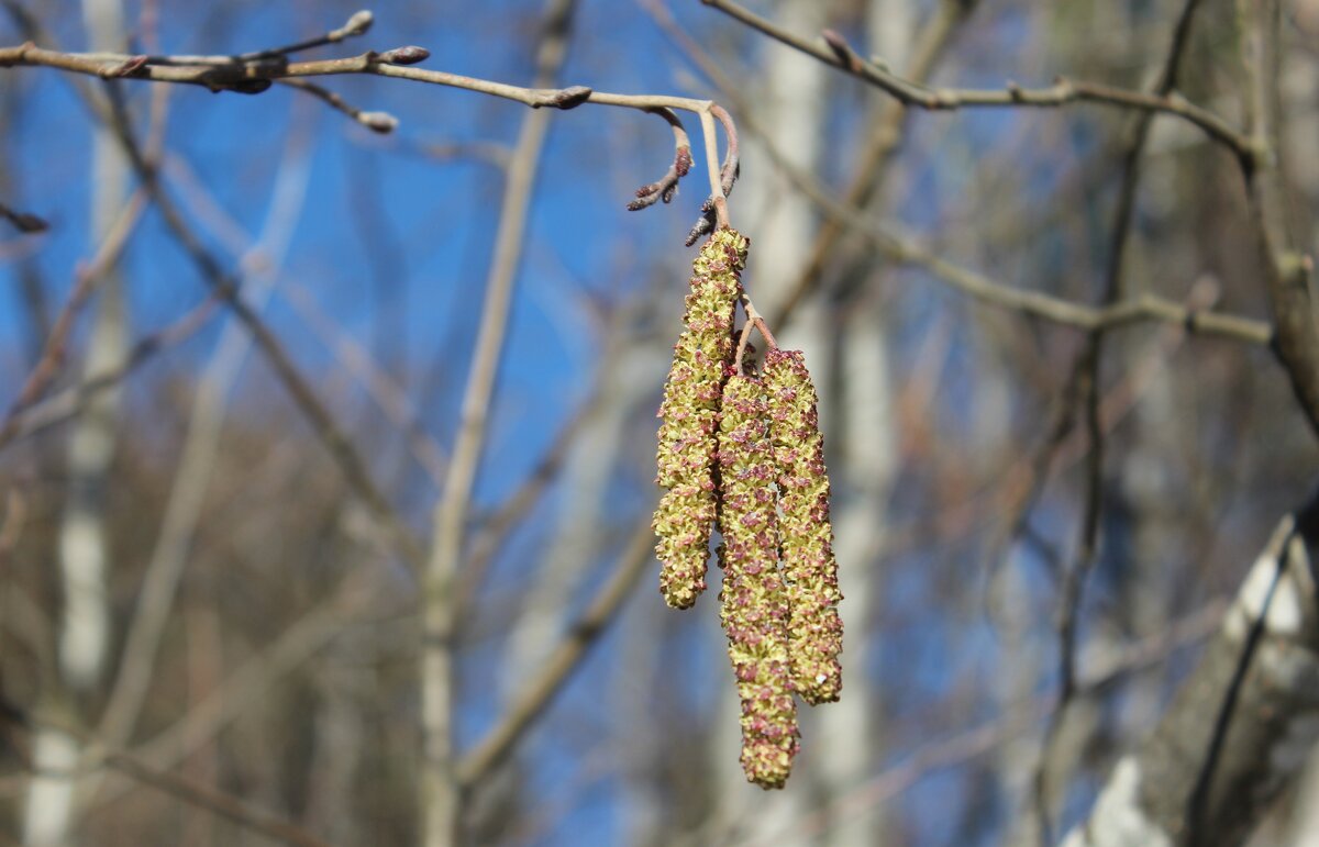 Сережки. - Галина .