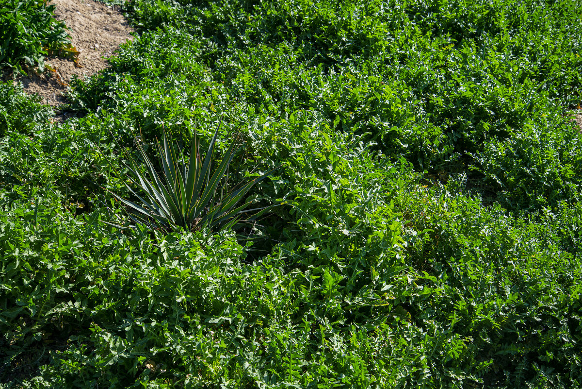 Весна - Анатолий Чикчирный