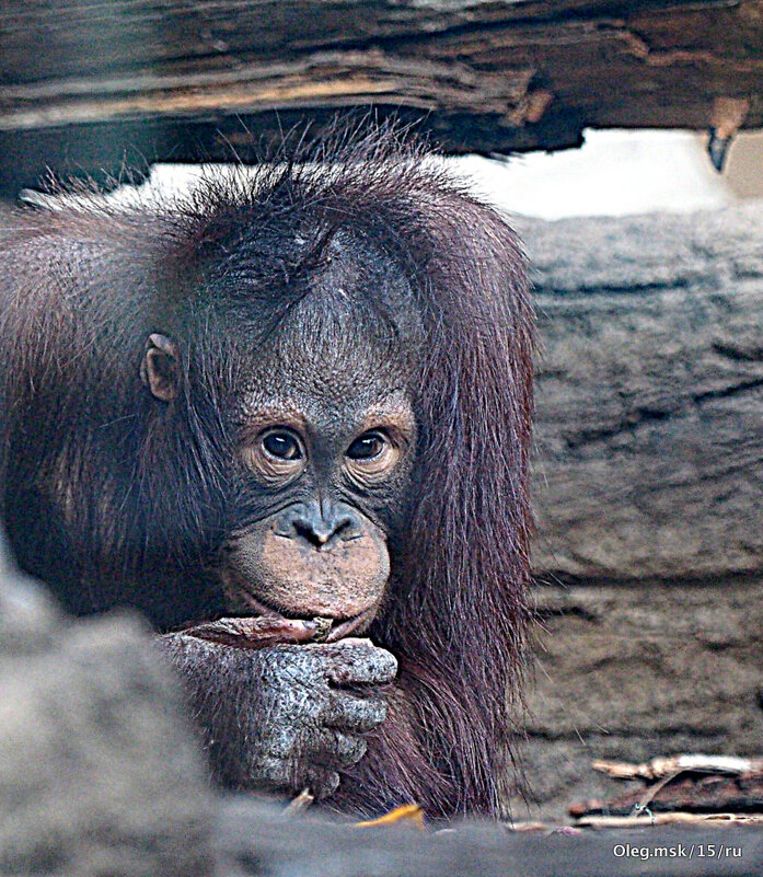 редкие животные в городе - Олег Лукьянов