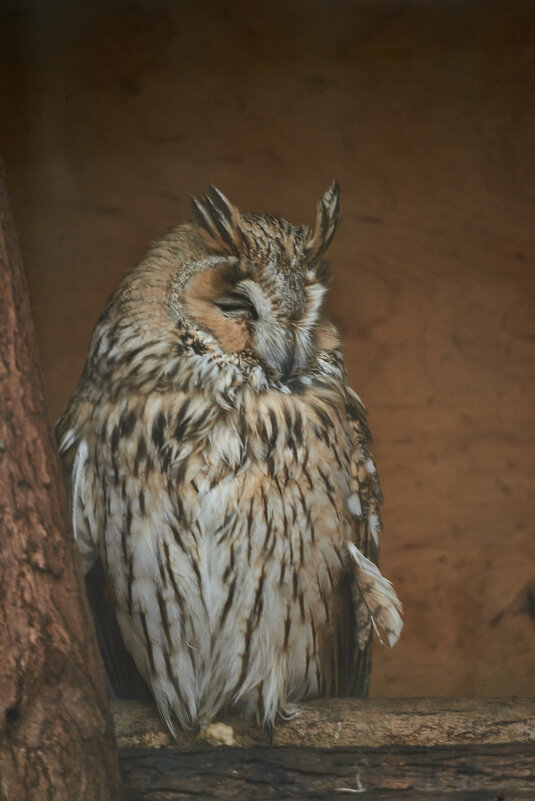 Сова - Александр Леонов