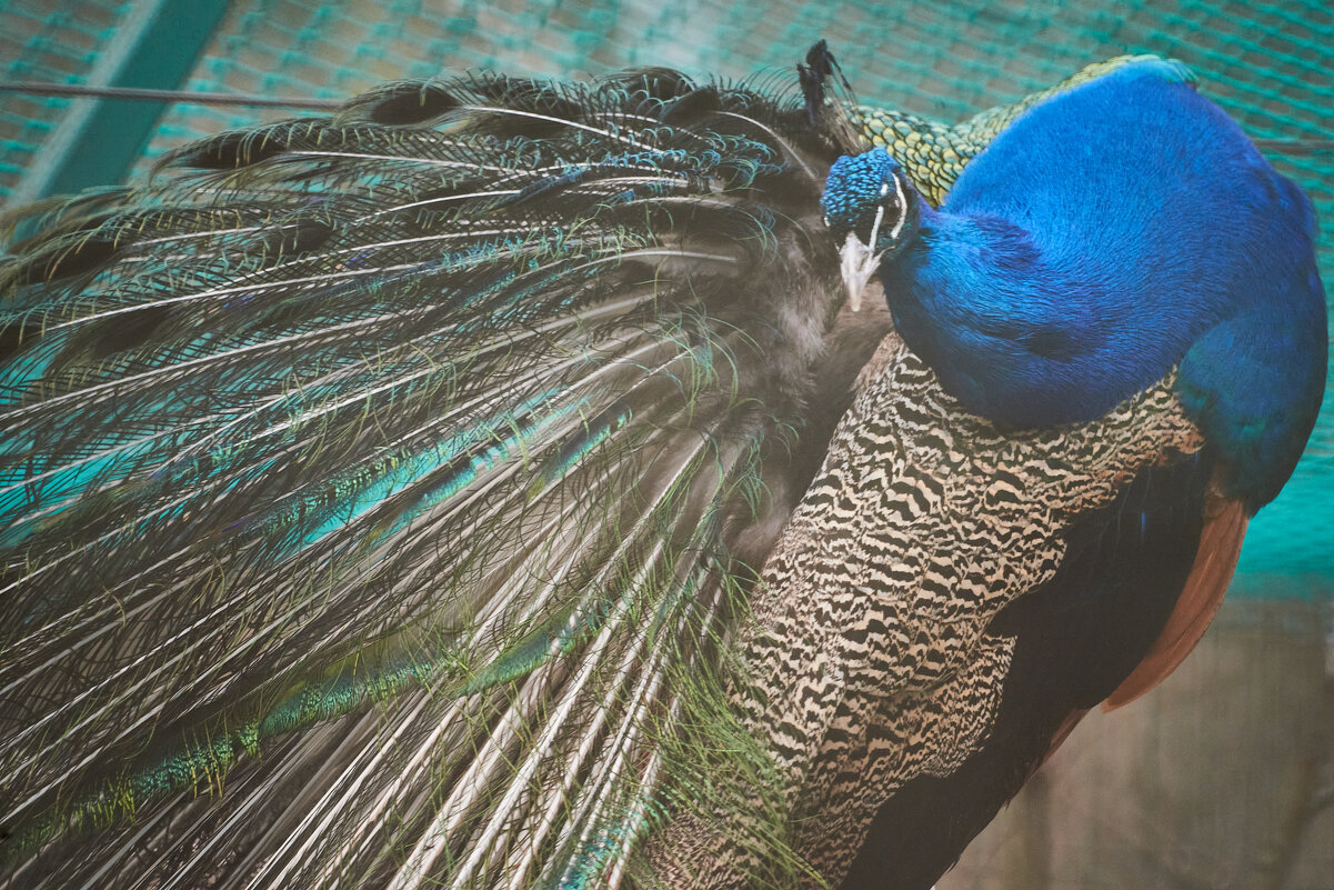 Павлин - Александр Леонов