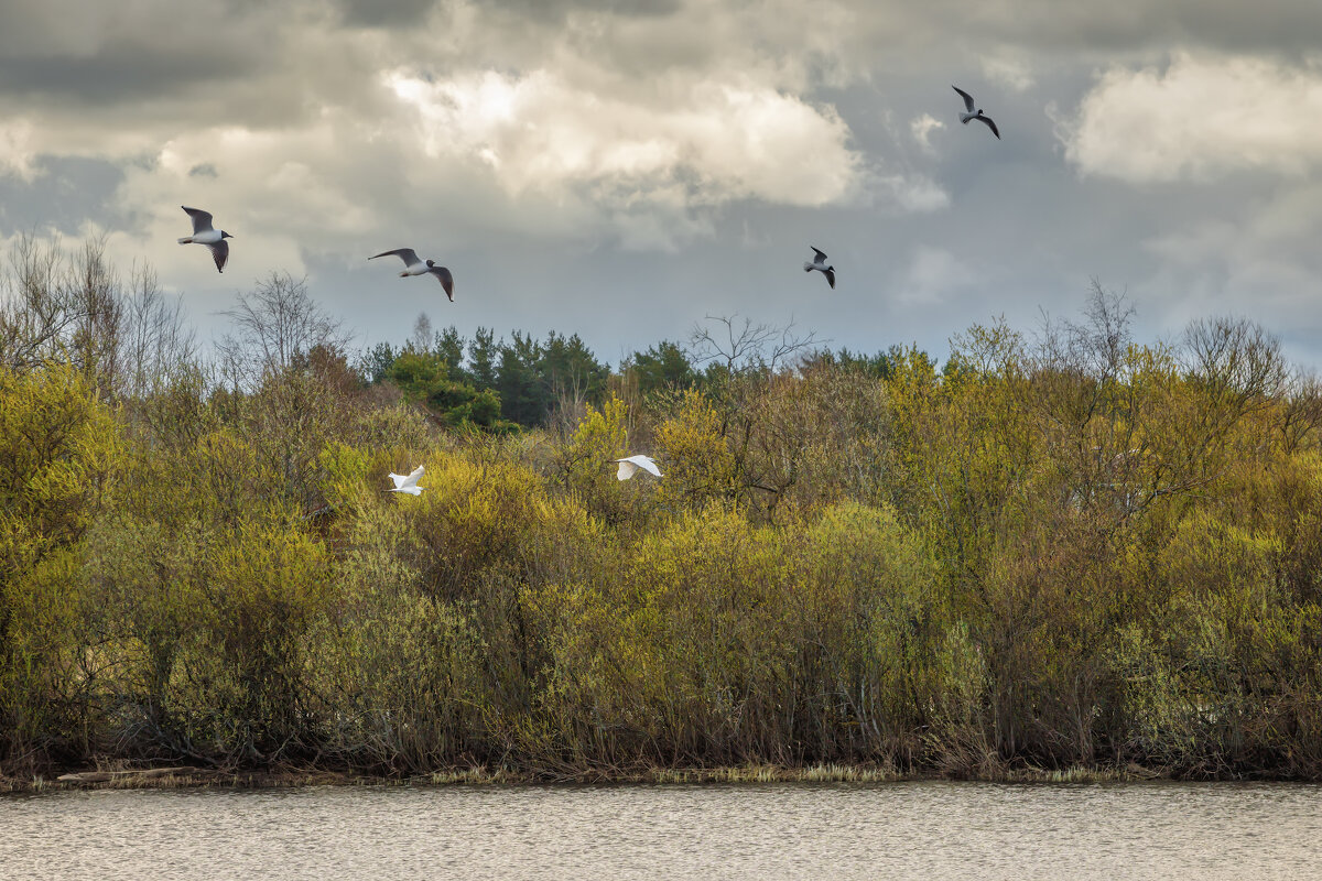Весна в Лен области - Владимир Колесников