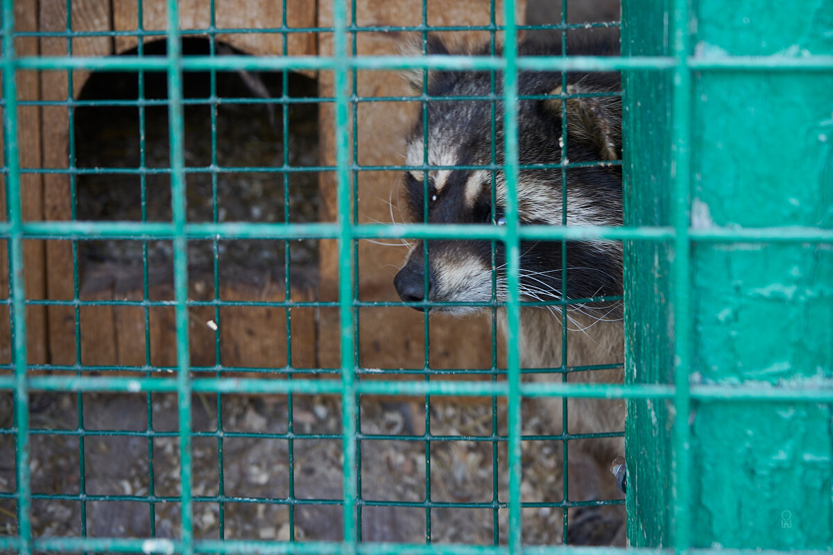 За решёткой. Самарский ззопарк - Олег Манаенков За решёткой. Самарский ззопарк - Олег Манаенков