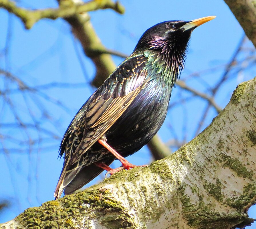 Переливаясь  на Солнце - Андрей Снегерёв