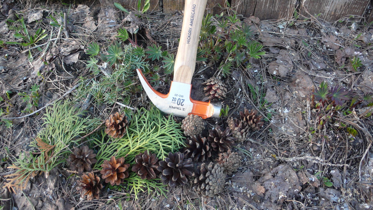 Молот, шишки, люпины, туя, можжевельник. Натюрморт. - Михаил Елочкин Молот, шишки, люпины, туя, можжевельник. Натюрморт. - Михаил Елочкин