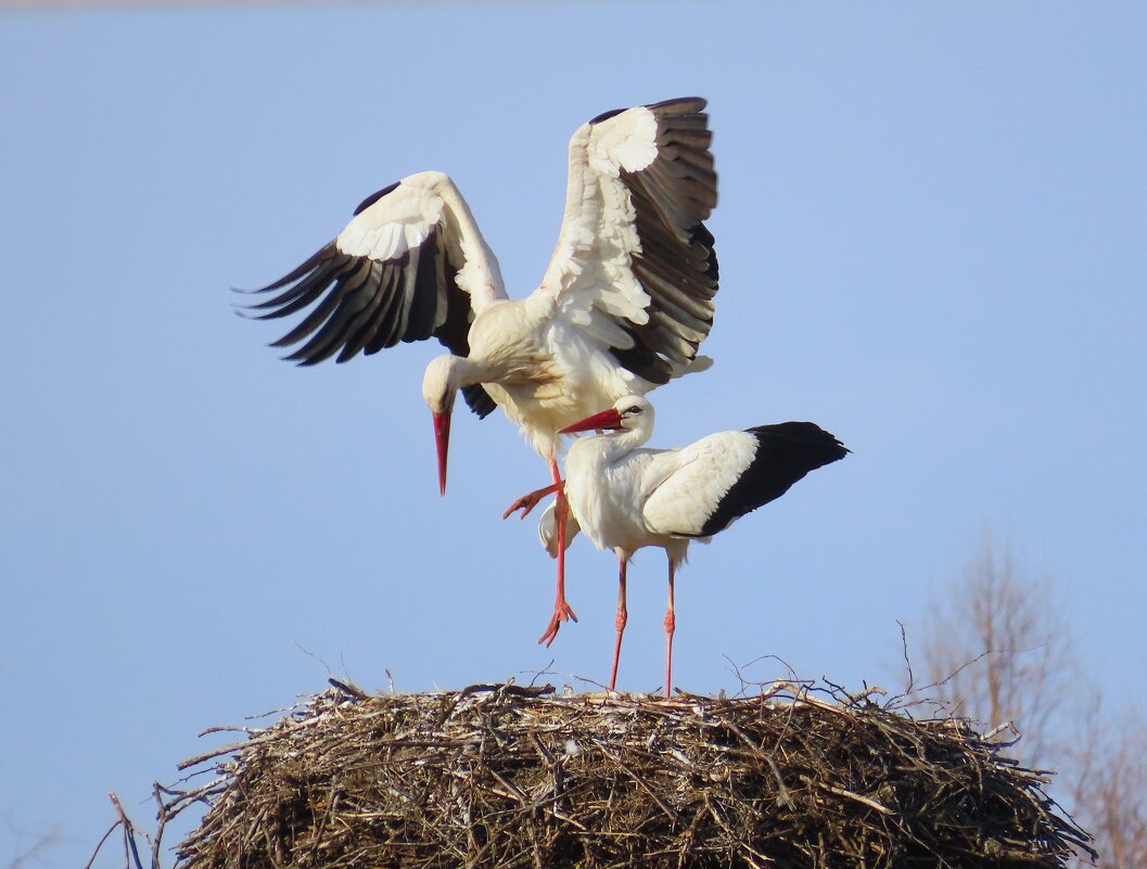 Любовь ... - Ольга Митрофанова