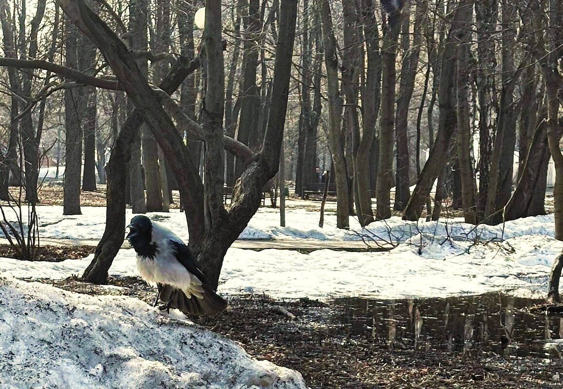 Кар-р-р-р! - Мария - Maria