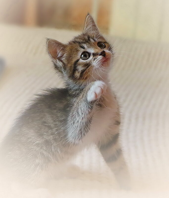 ...даешь лапу ? - Andrey Bragin 