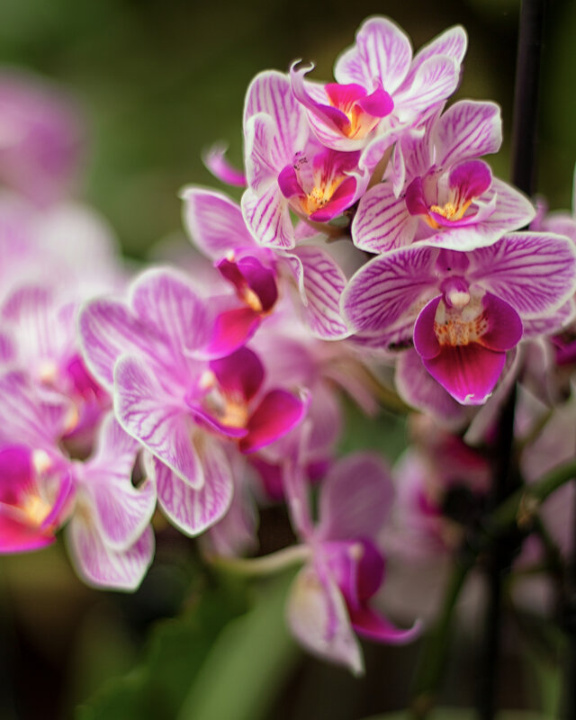 Орхидея в цвету - Tarus 