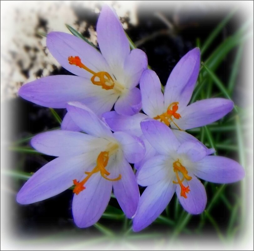 То, что радует глаз. - Елена Сухорученкова