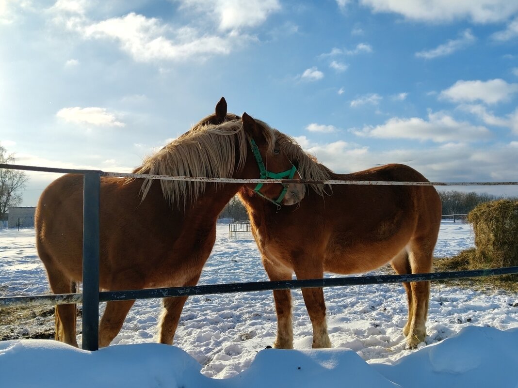 Дружные лошадки - Елена Сухорученкова