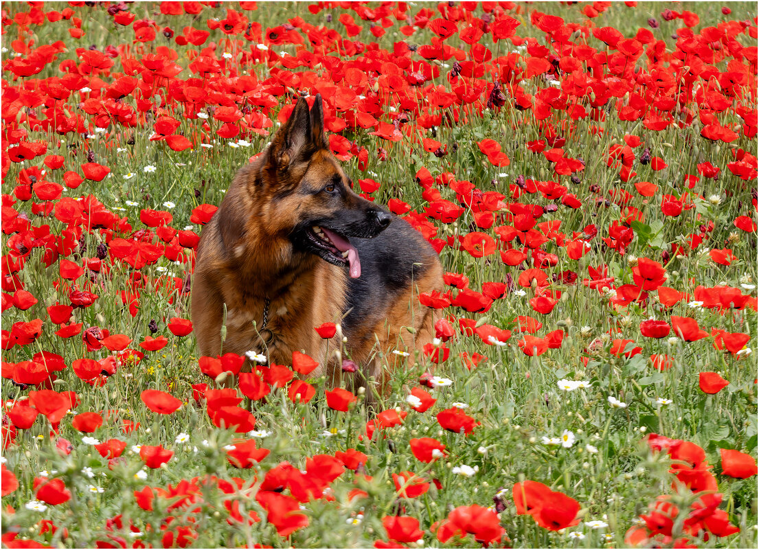 В маках. - Александр Григорьев