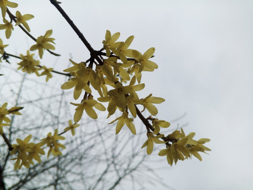 Форзиция - Сапсан 