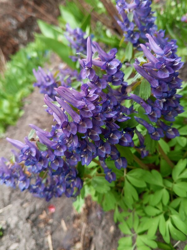 Хохлатка - Сапсан 