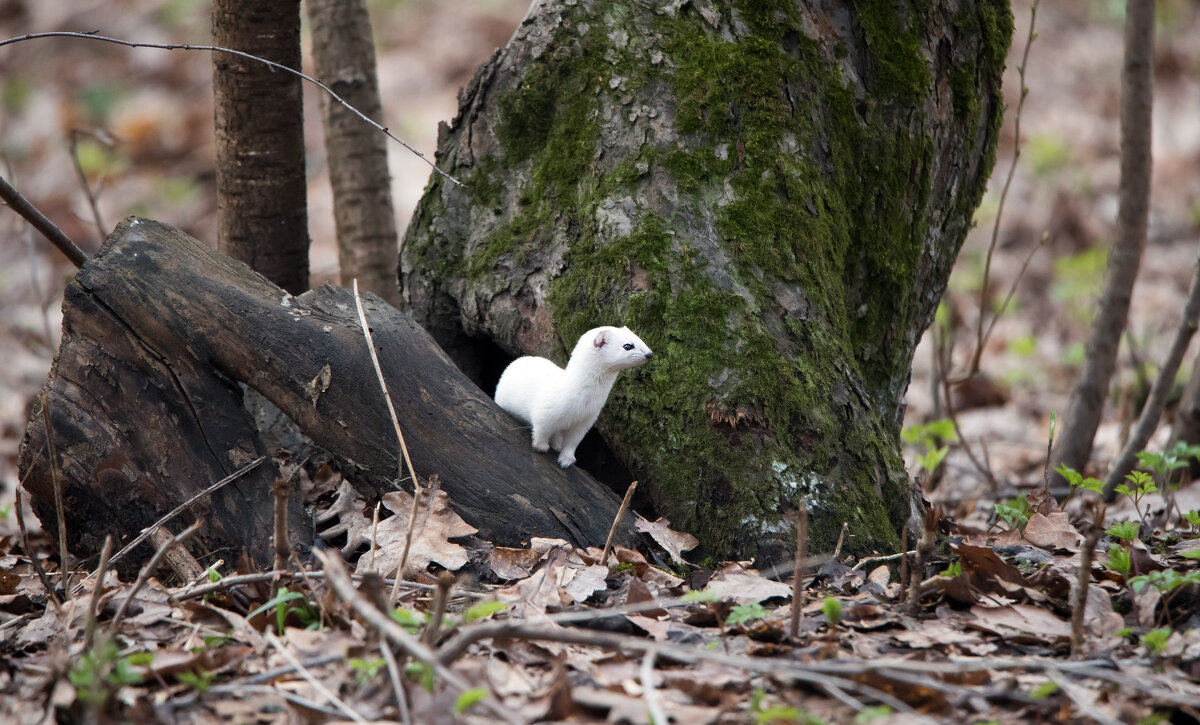 Ласка. - Владимир Безбородов