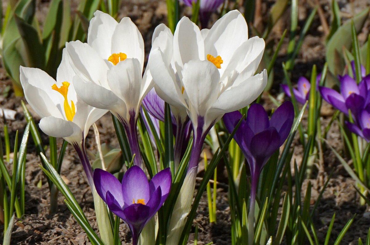 Первоцветы - Ольга 