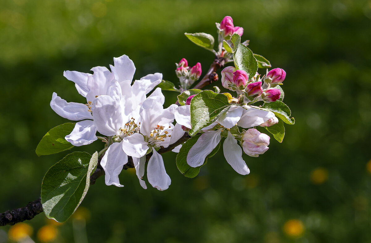 Цветки яблони. - Aleksey Afonin