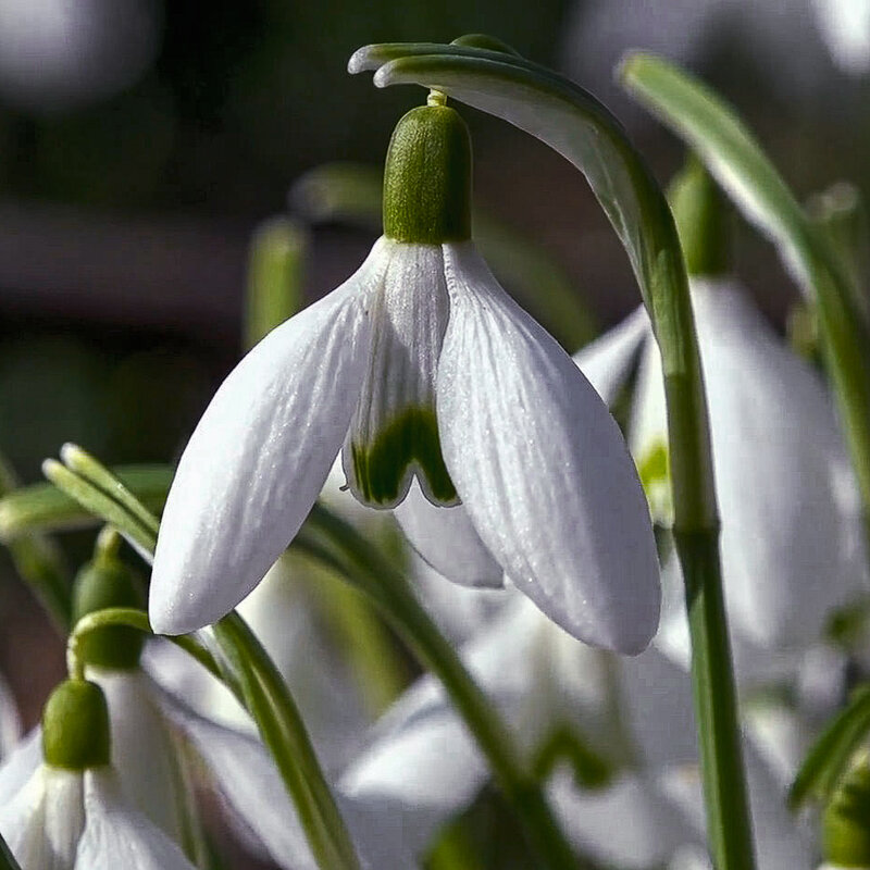 Подснежник - Aleksey Afonin
