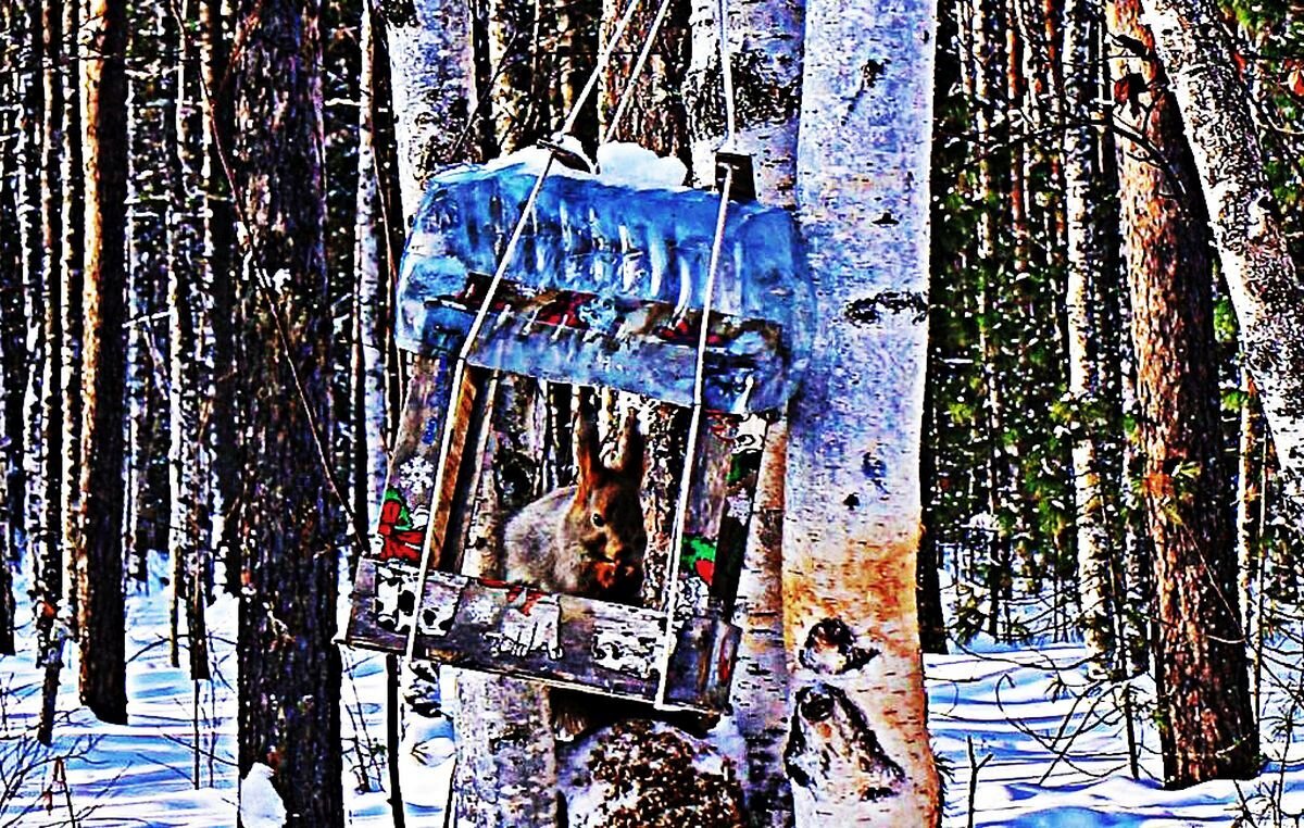 Март...Белка в птичьей кормушке! - Владимир 