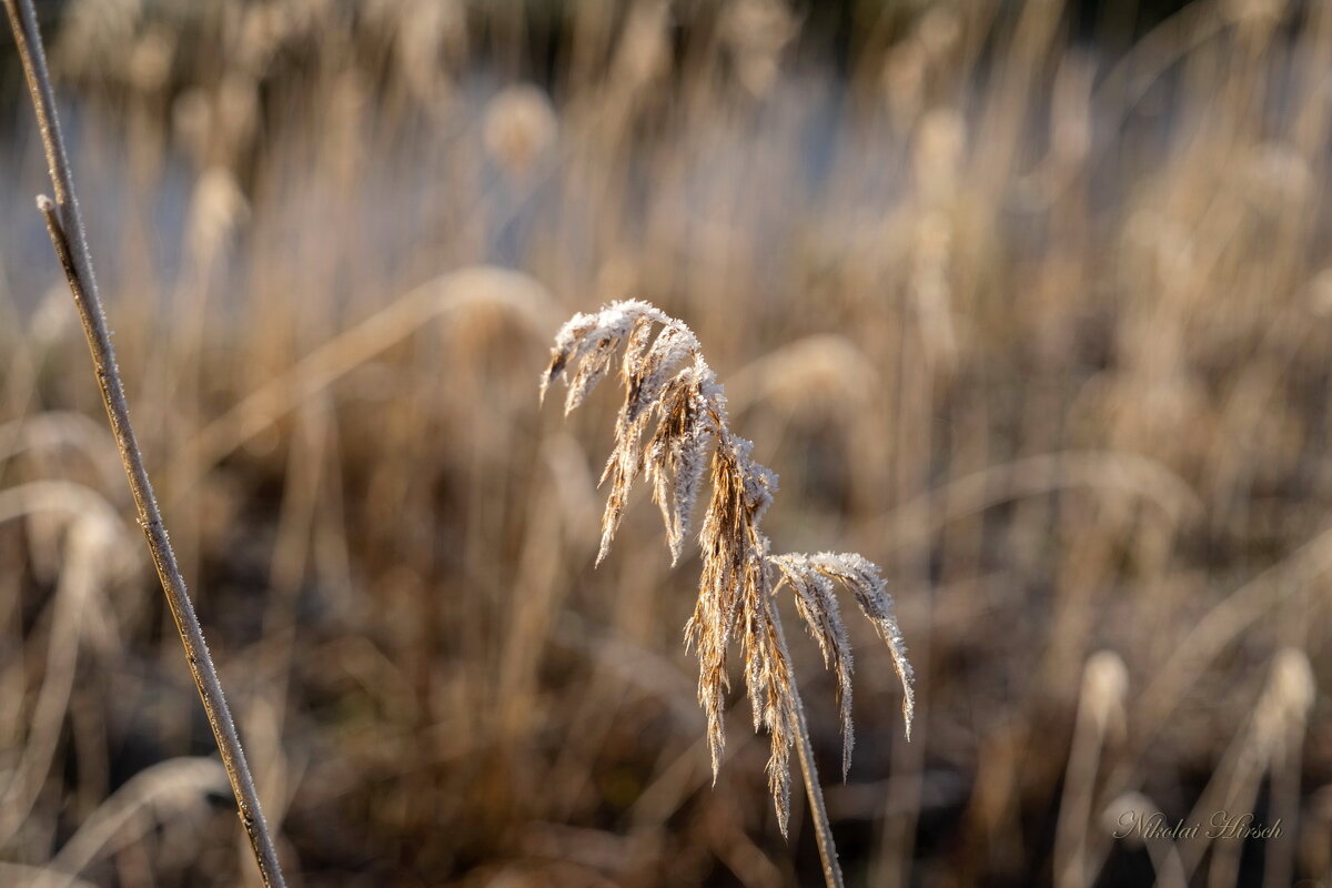 Этюд с тростником и инеем... - Николай Гирш Этюд с тростником и инеем... - Николай Гирш