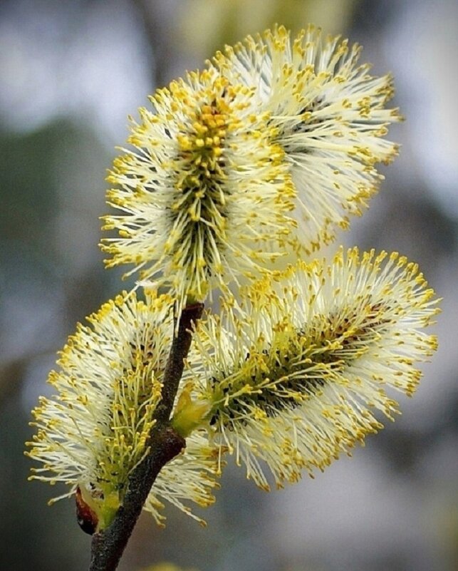 Верба - Галина Нестратова