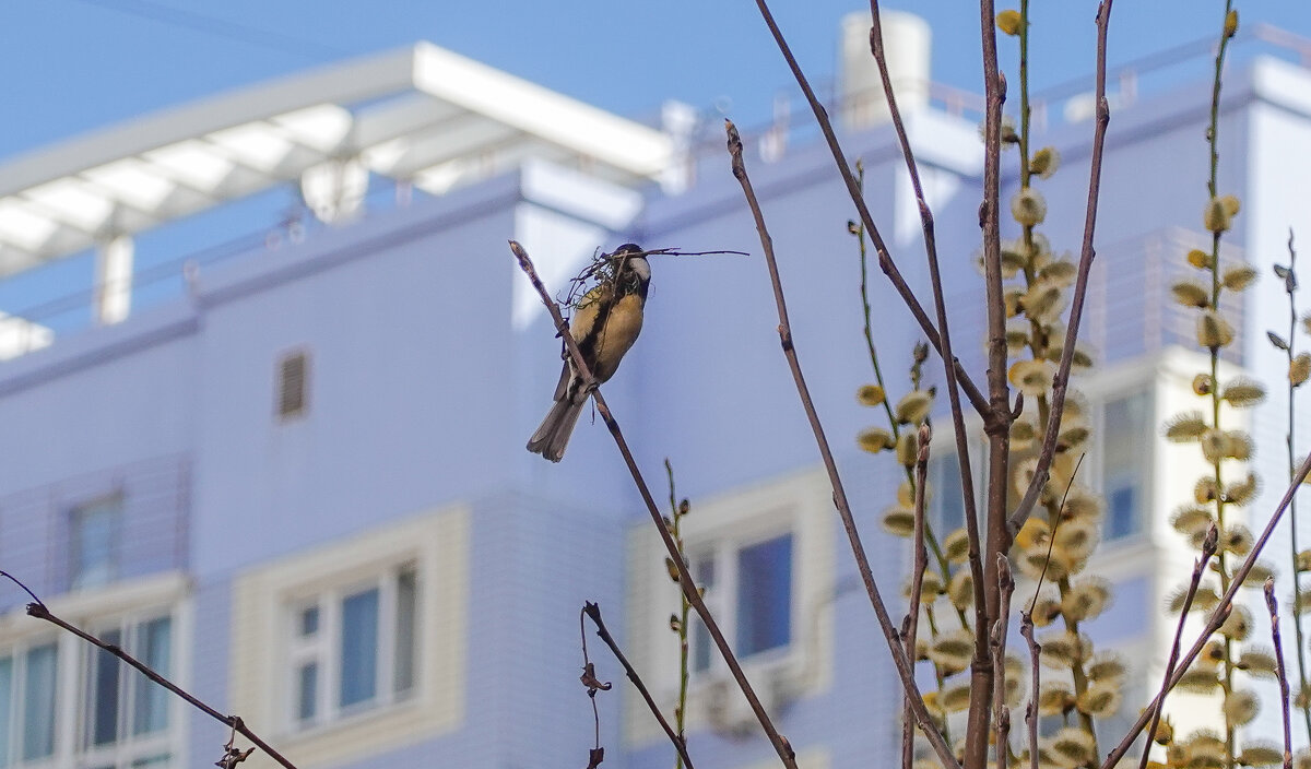 Пора строить гнездо - Валерий Иванович