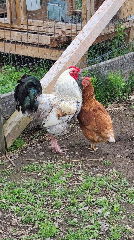 Влюблённые... - Валерий Кокорев