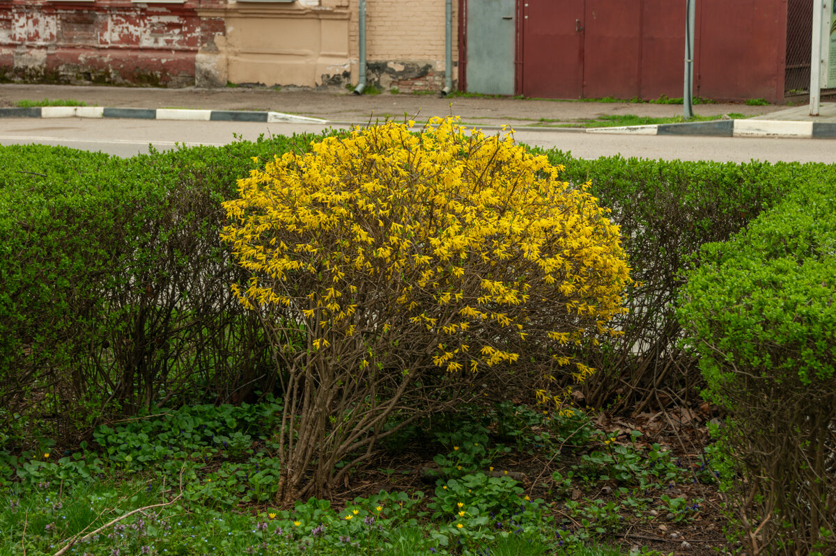 Форзиция - Игорь Сикорский Форзиция - Игорь Сикорский