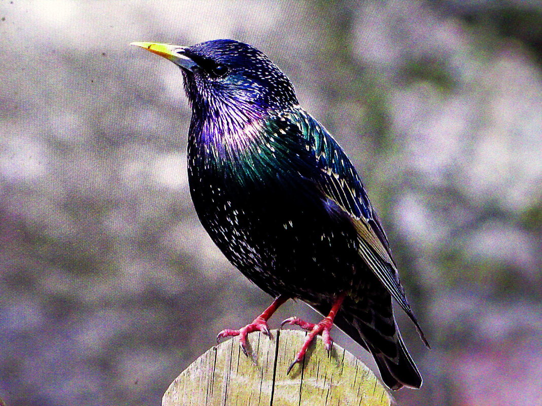 Ждёт подругу - Людмила Смородинская Ждёт подругу - Людмила Смородинская