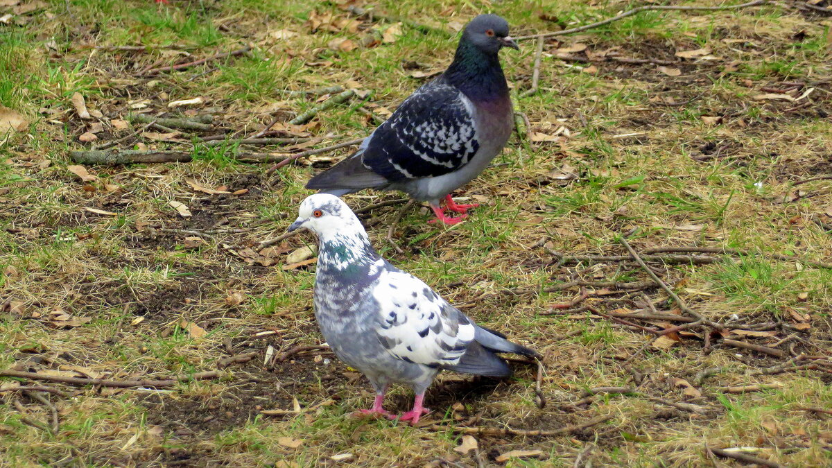 Инь и Янь - Ирина Олехнович Инь и Янь - Ирина Олехнович