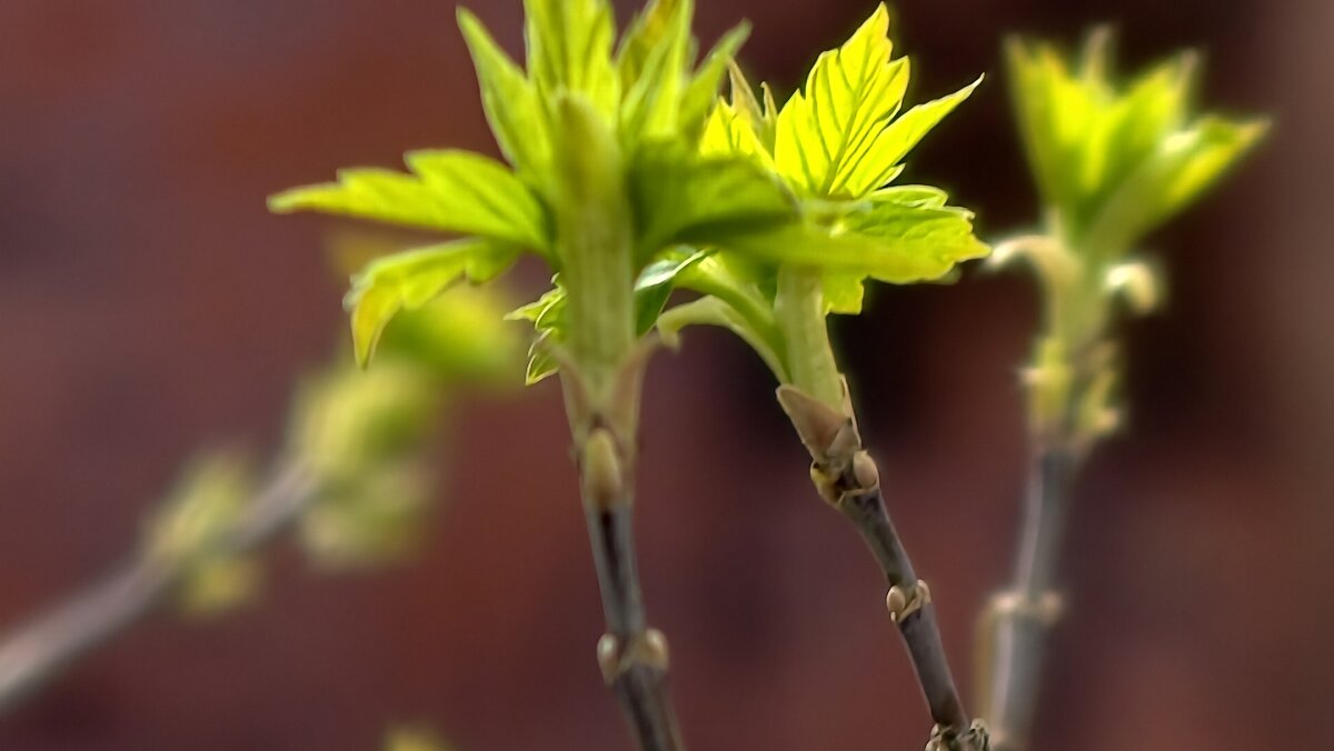 Первые листочки - Мариша Тим Первые листочки - Мариша Тим