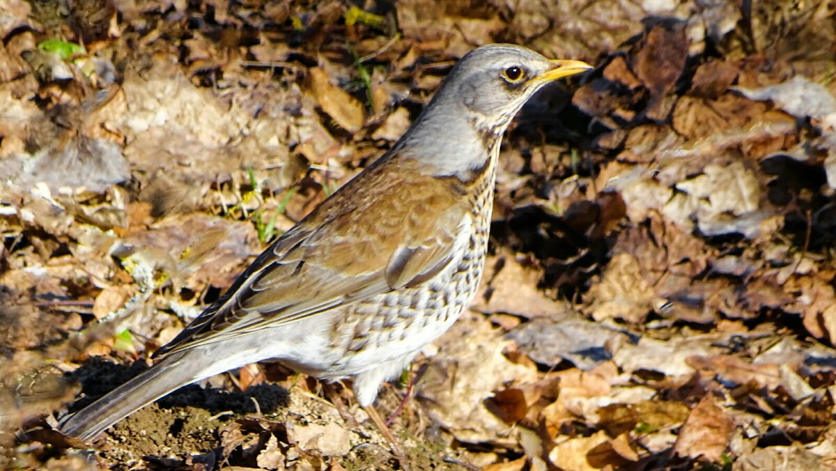 Дрозд в городском парке. - Милешкин Владимир Алексеевич Дрозд в городском парке. - Милешкин Владимир Алексеевич
