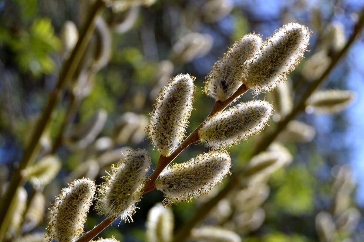 С Вербным Воскресеньем! - Владимир Помазан