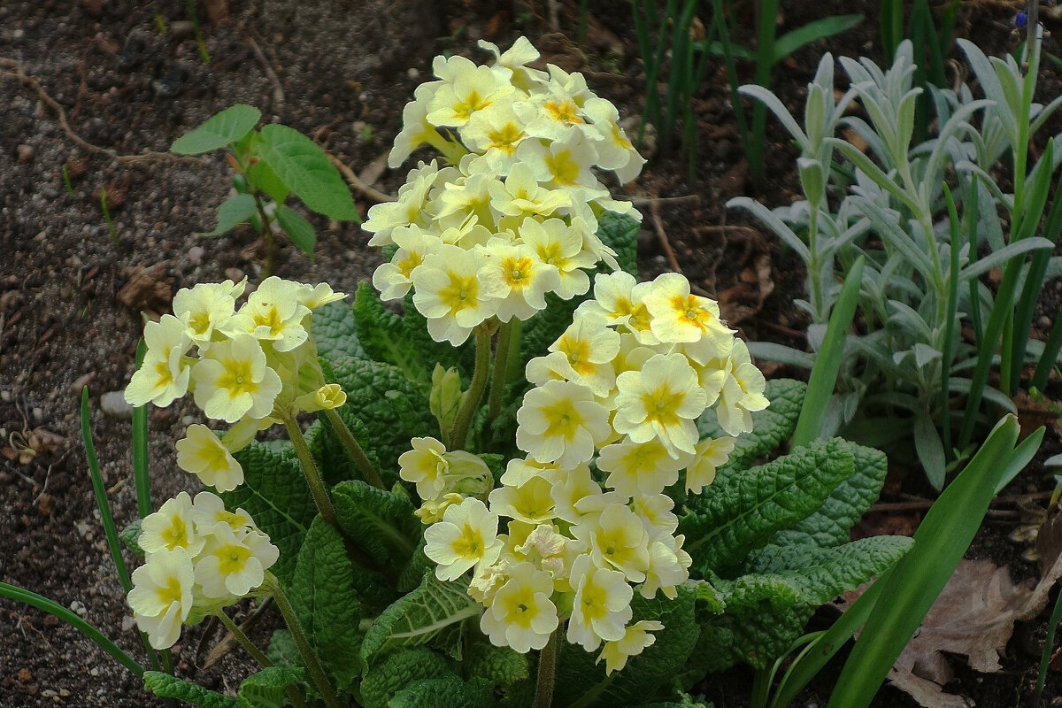 Примула - Рита Симонова Примула - Рита Симонова