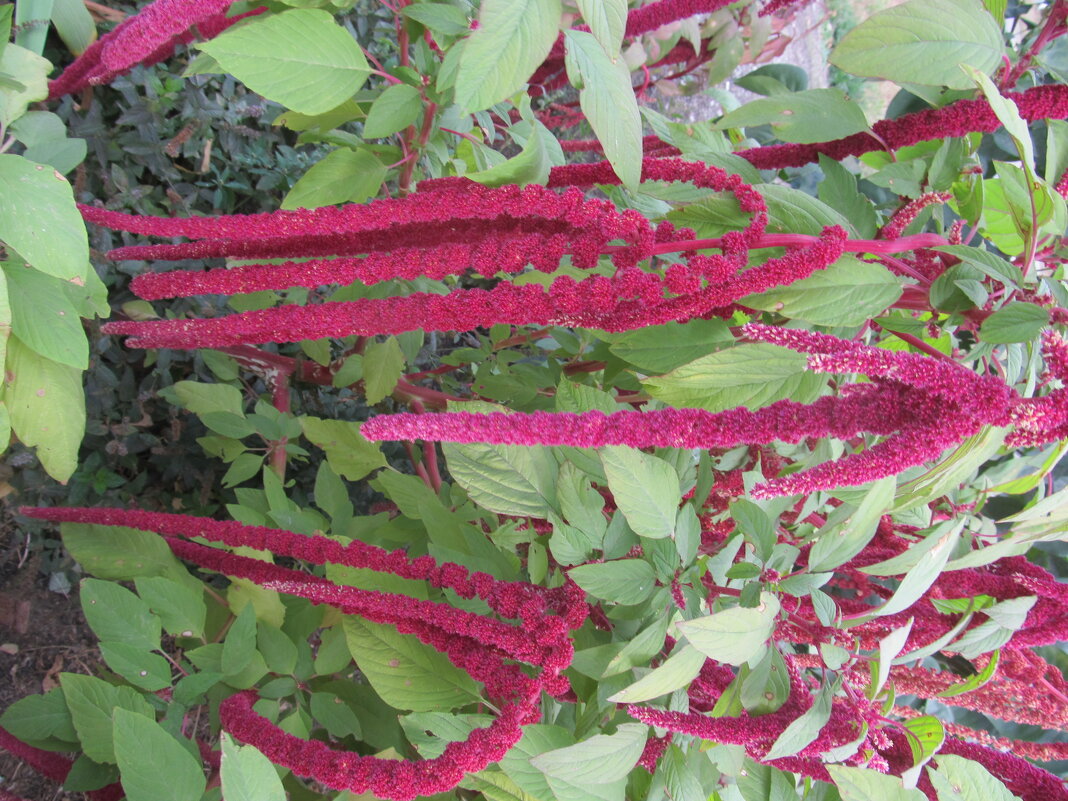 цветёт в сентябре - Елена Шаламова